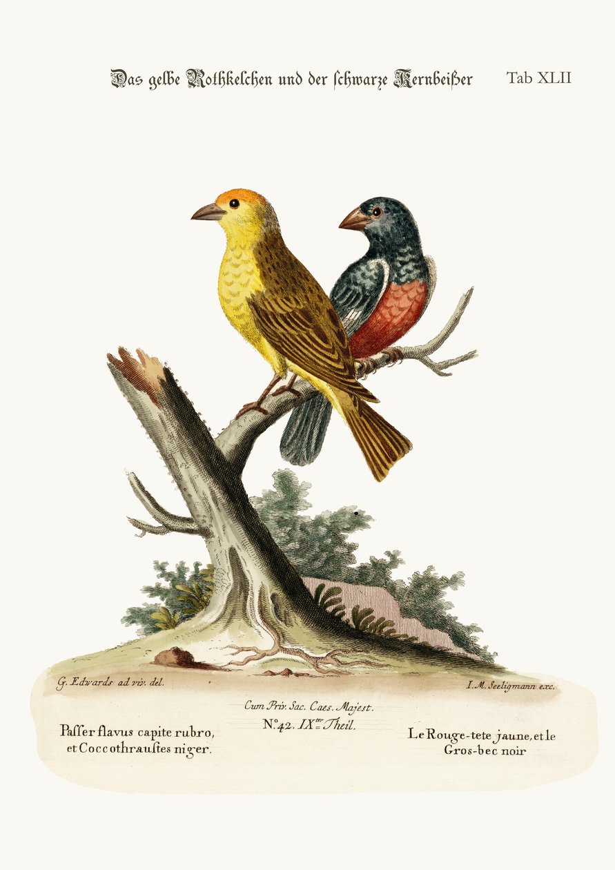 A sárga vörös pózna és a fekete csőrű csőr, 1749-73 alkotó: George Edwards
