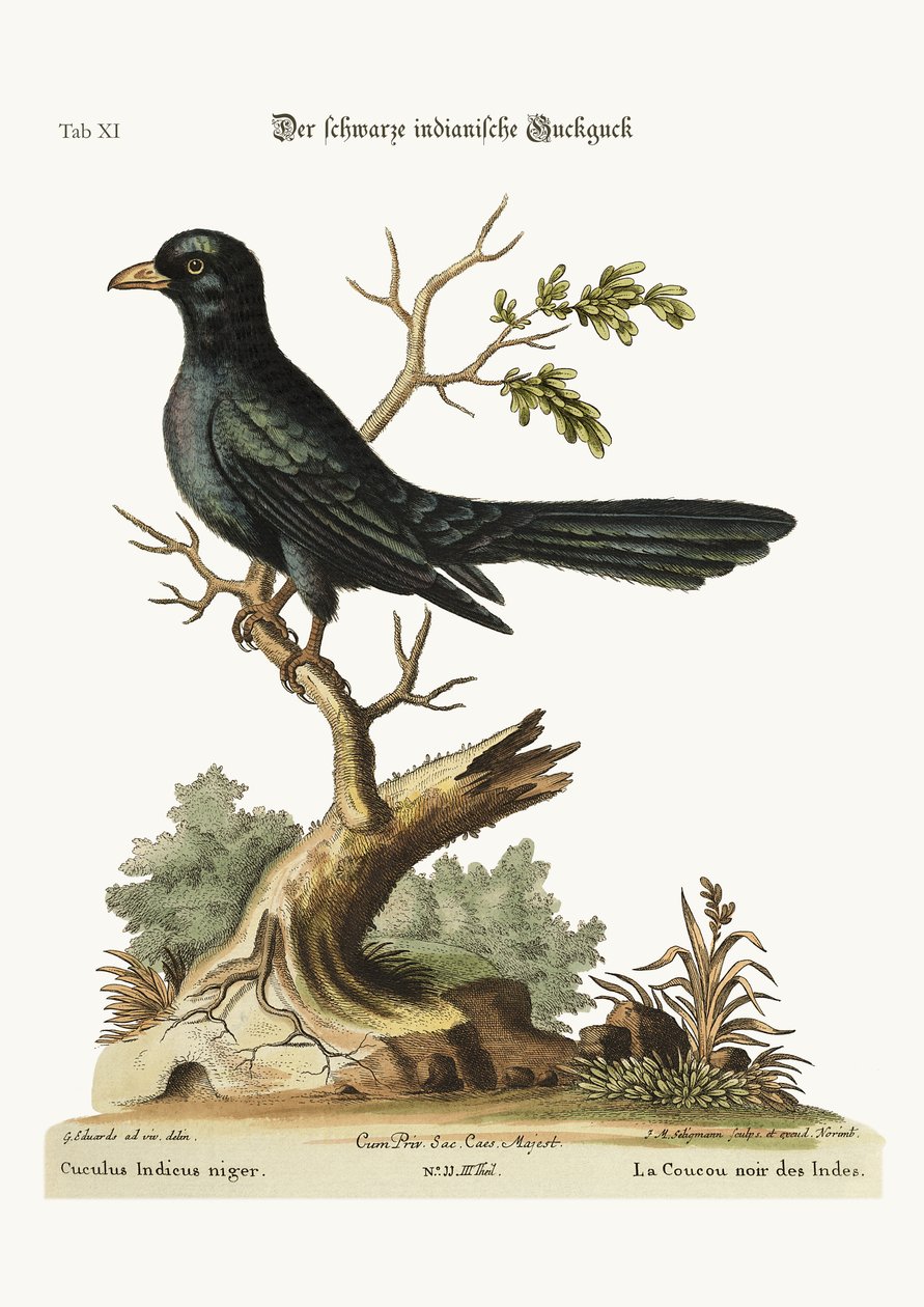 A fekete indián kakukk, 1749-73 alkotó: George Edwards
