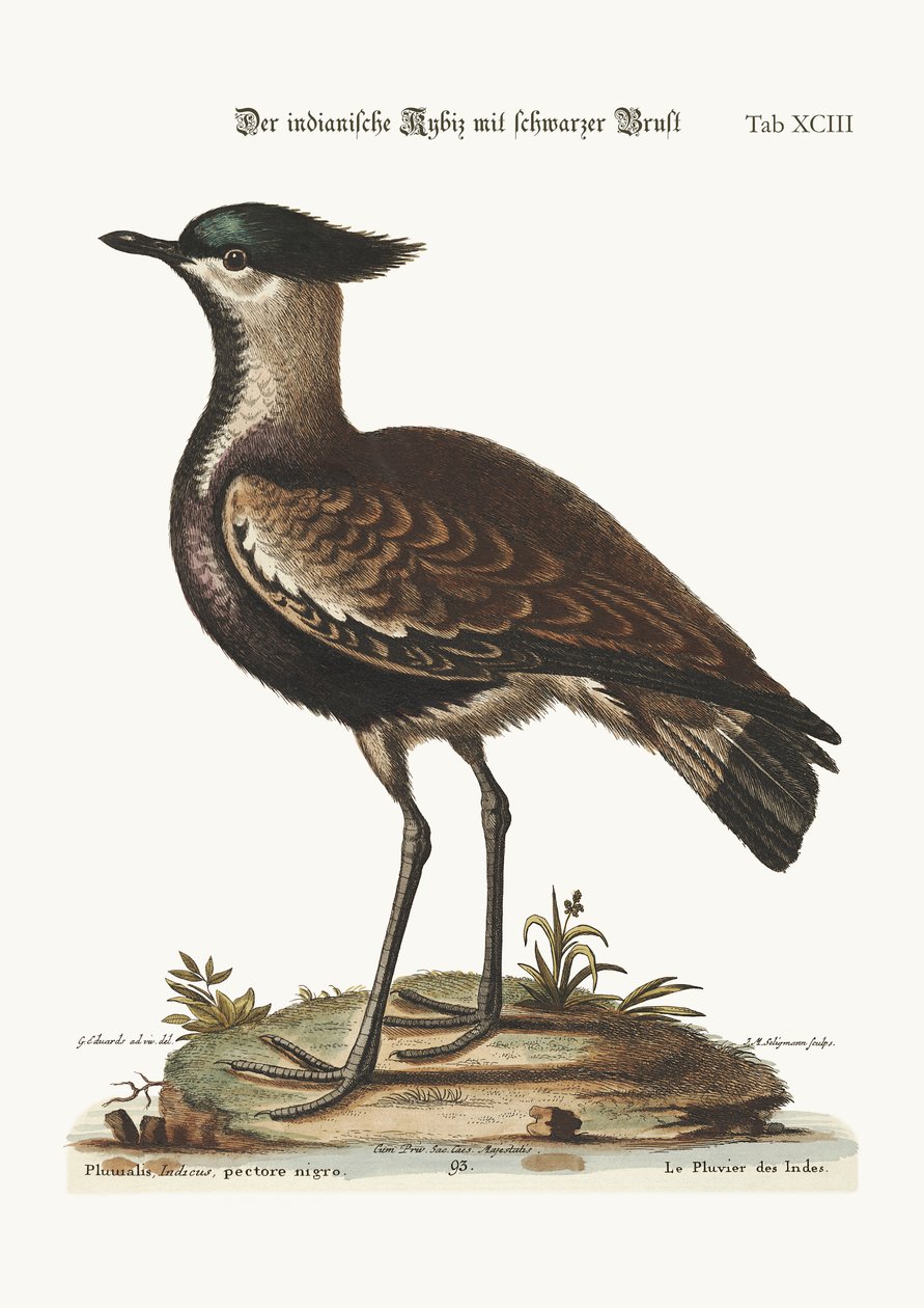 A fekete mellű indián pacsirta, 1749-73 alkotó: George Edwards