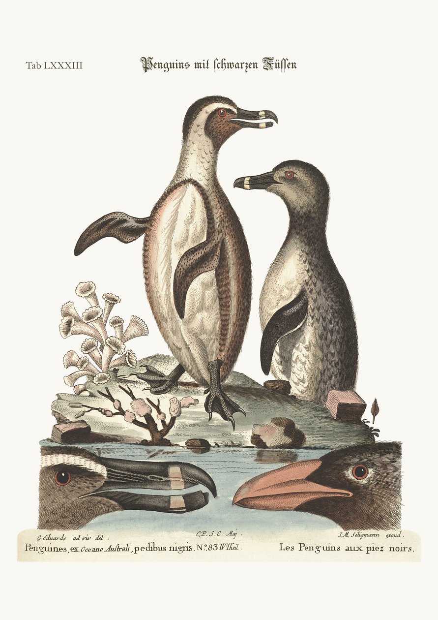 A fekete lábú pingvinek, 1749-73 alkotó: George Edwards