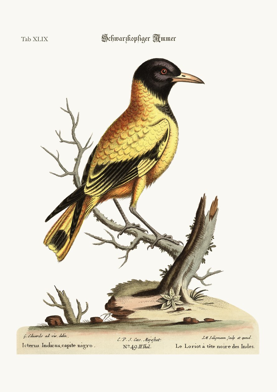 A feketefejű indián Icterus, 1749-73 alkotó: George Edwards