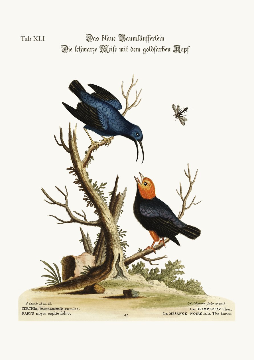 A kék kúszó. Az aranyfejű fekete cickány, 1749-73 alkotó: George Edwards