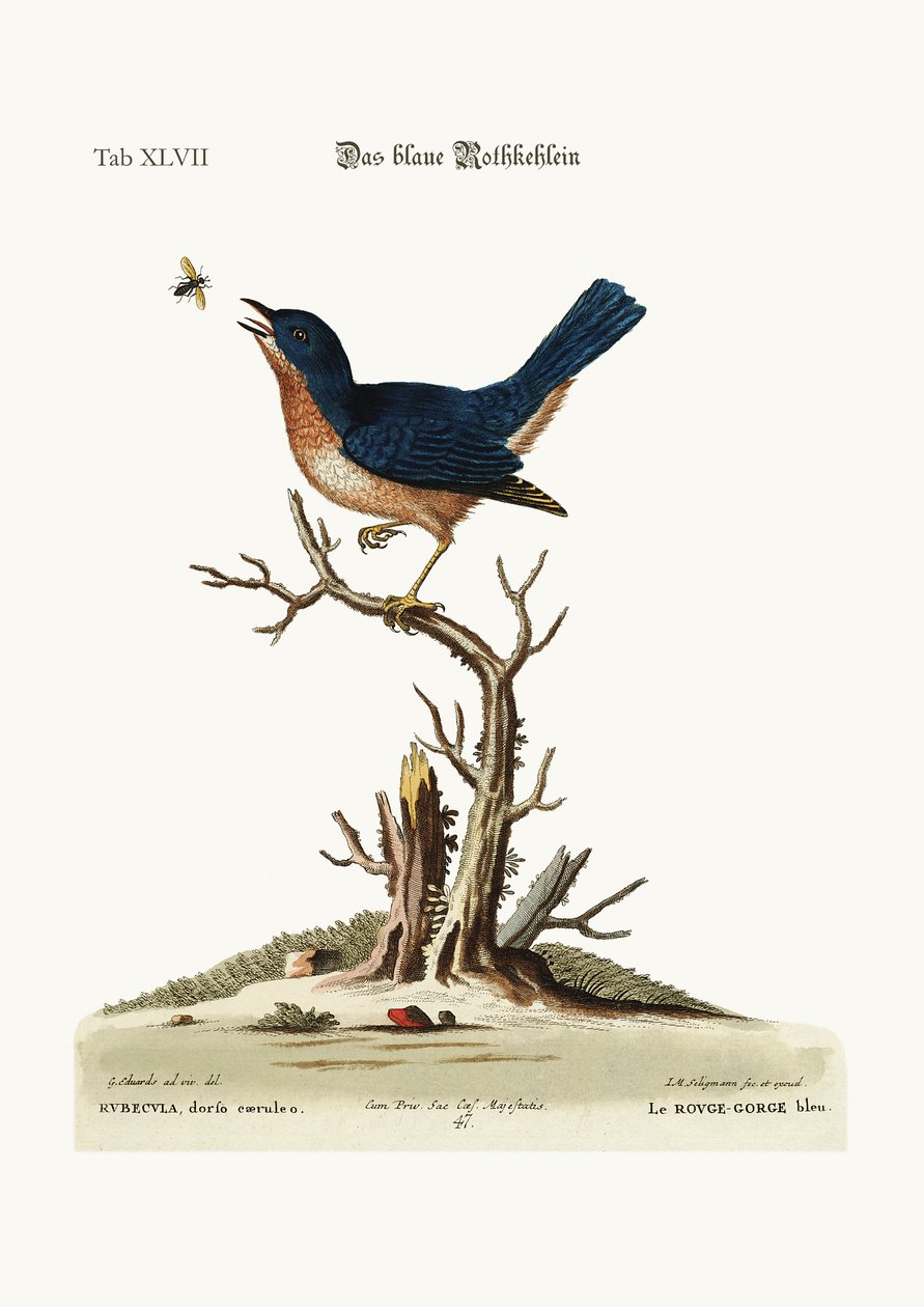 A kék vörös mell, 1749-73 alkotó: George Edwards