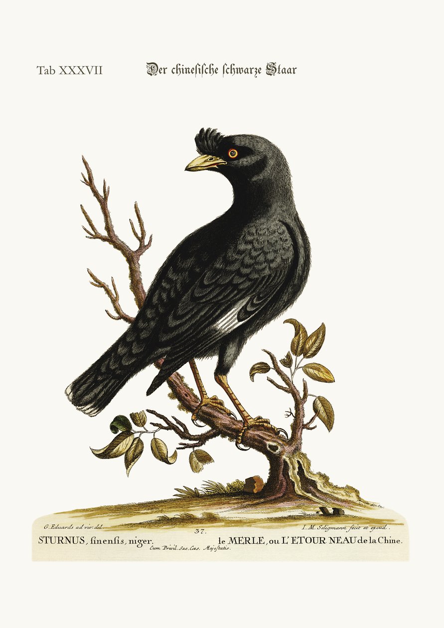 A kínai Starling vagy Black-Bird, 1749-73 alkotó: George Edwards