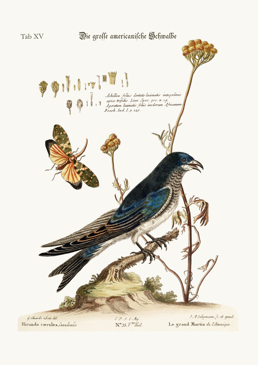 A nagy amerikai Martin, 1749-73 alkotó: George Edwards