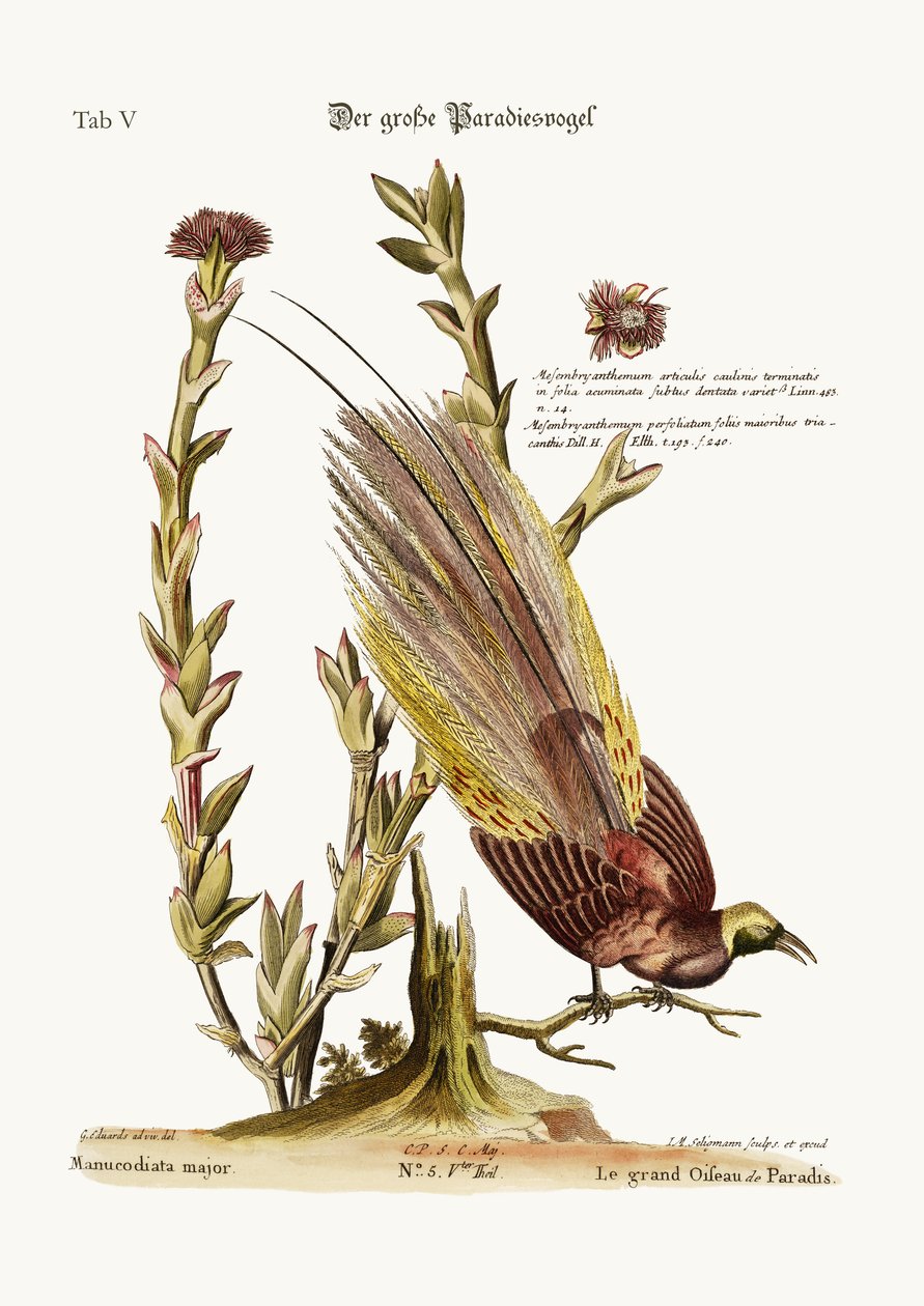 A nagyobb paradicsommadár, 1749-73 alkotó: George Edwards