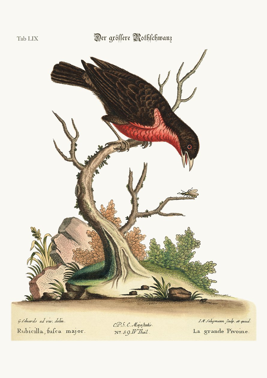 A nagyobb süvöltő, 1749-73 alkotó: George Edwards