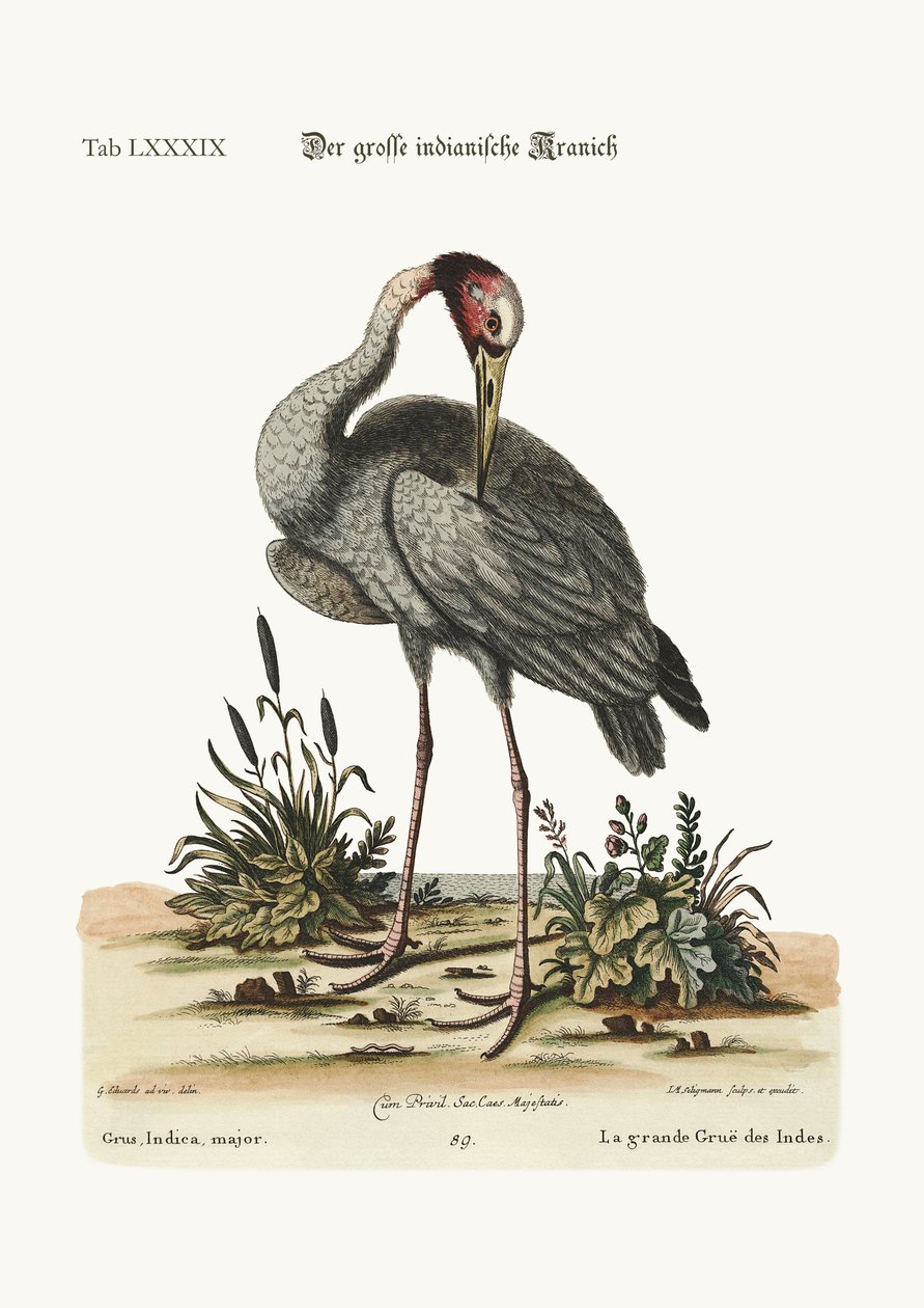A nagyobb indián daru, 1749-73 alkotó: George Edwards