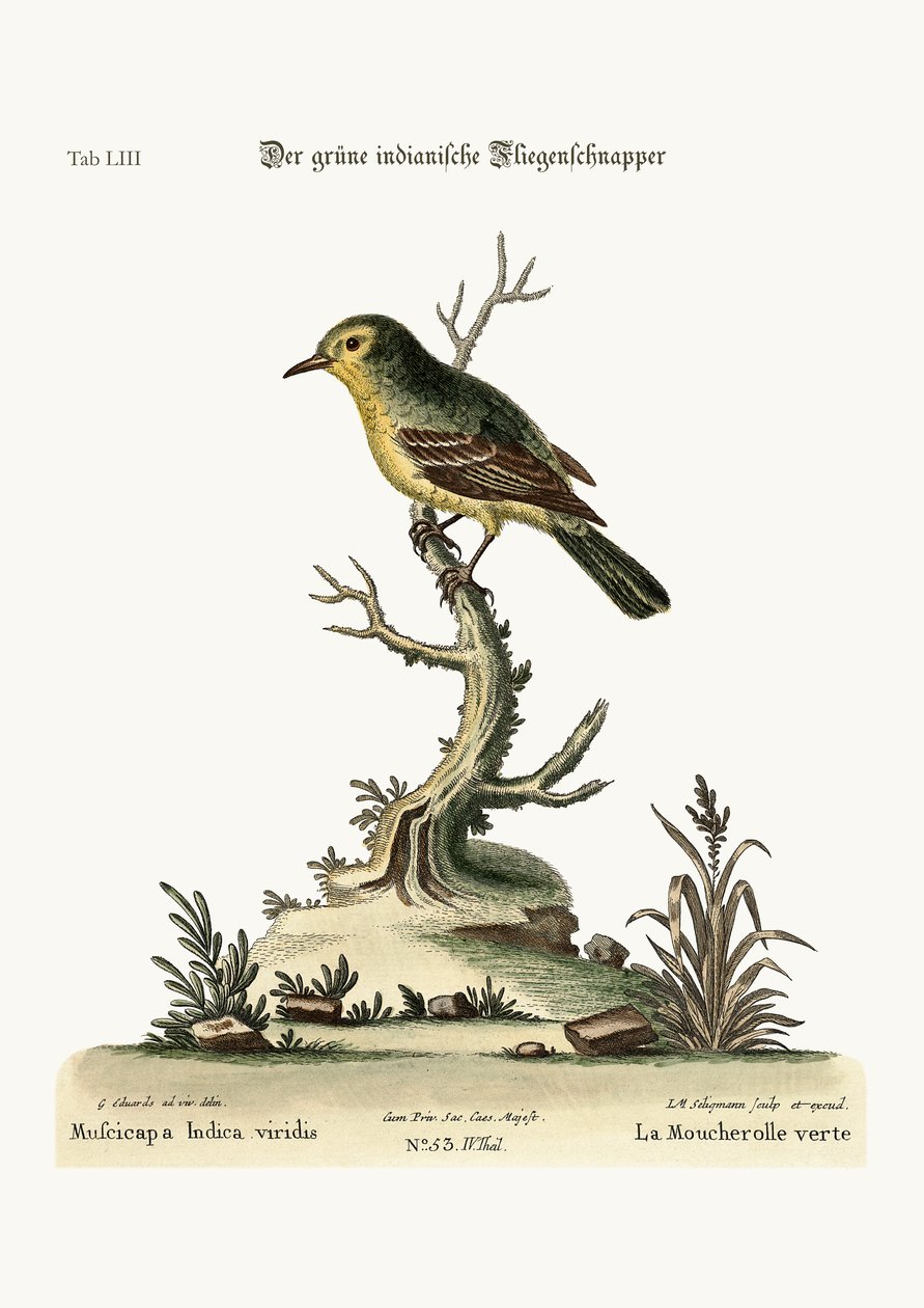 A zöld indiai légykapó, 1749-73 alkotó: George Edwards