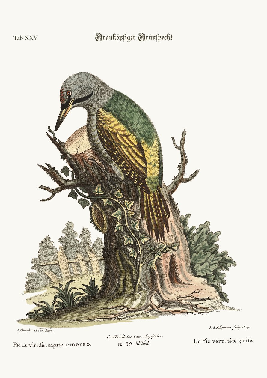 A szürkefejű zöld harkály, 1749-73 alkotó: George Edwards