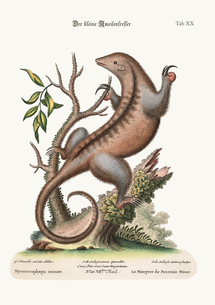 A kis hangyafaló, 1749-73 alkotó: George Edwards