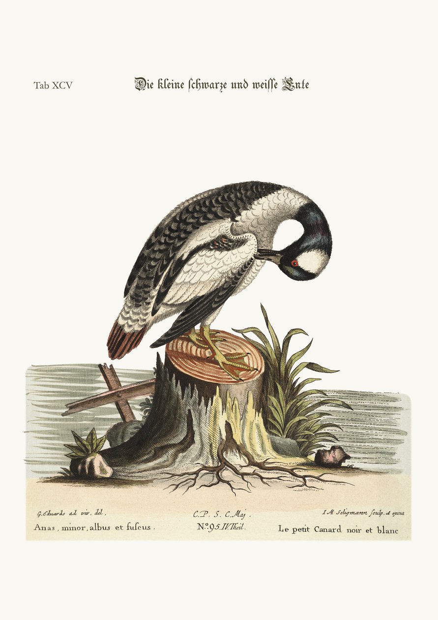 A kis fekete-fehér kacsa, 1749-73 alkotó: George Edwards