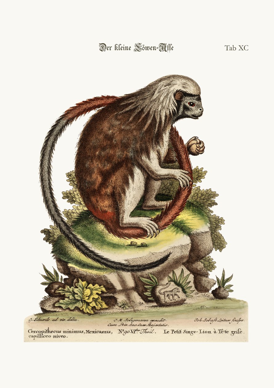 A kis oroszlánmajom, 1749-73 alkotó: George Edwards