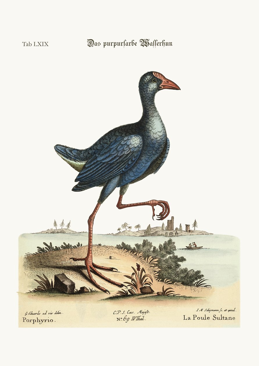 A lila Vízi Tyúk, 1749-73 színes metszet alkotó: George Edwards