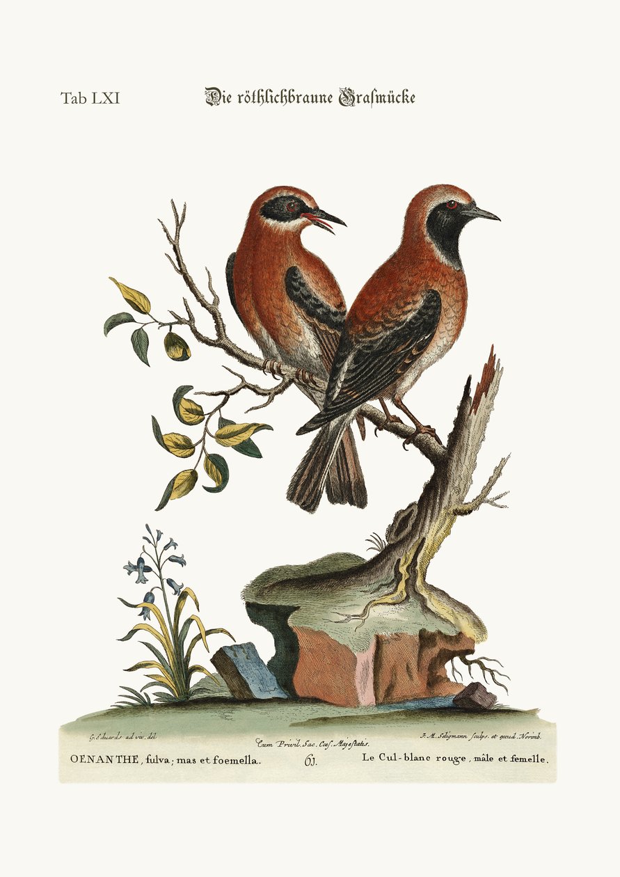 A vörös vagy rozsda színű búzakalász, 1749-73 alkotó: George Edwards