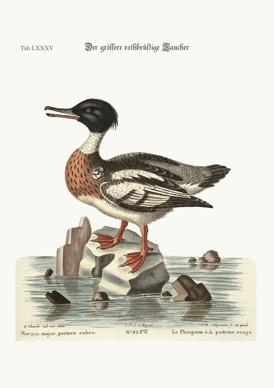 A vörösmellű libabőr, 1749-73 alkotó: George Edwards