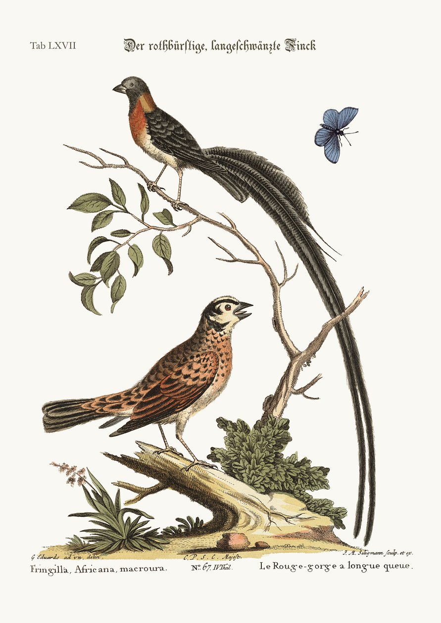 A vörösmellű hosszúfarkú pinty, 1749-73 alkotó: George Edwards