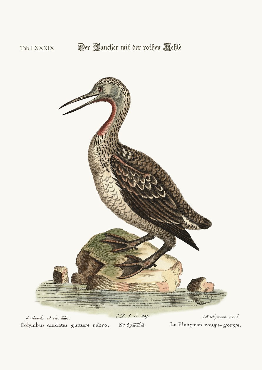 A vörös torkú kacsa vagy hurka, 1749-73 alkotó: George Edwards