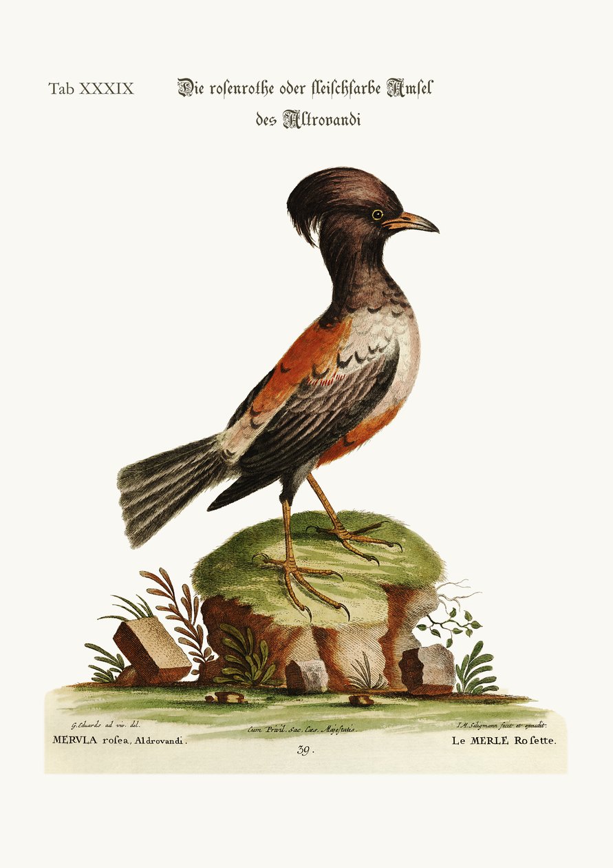 Az aldrovandi rózsa vagy szegfű színű Ouzel, 1749-73 alkotó: George Edwards