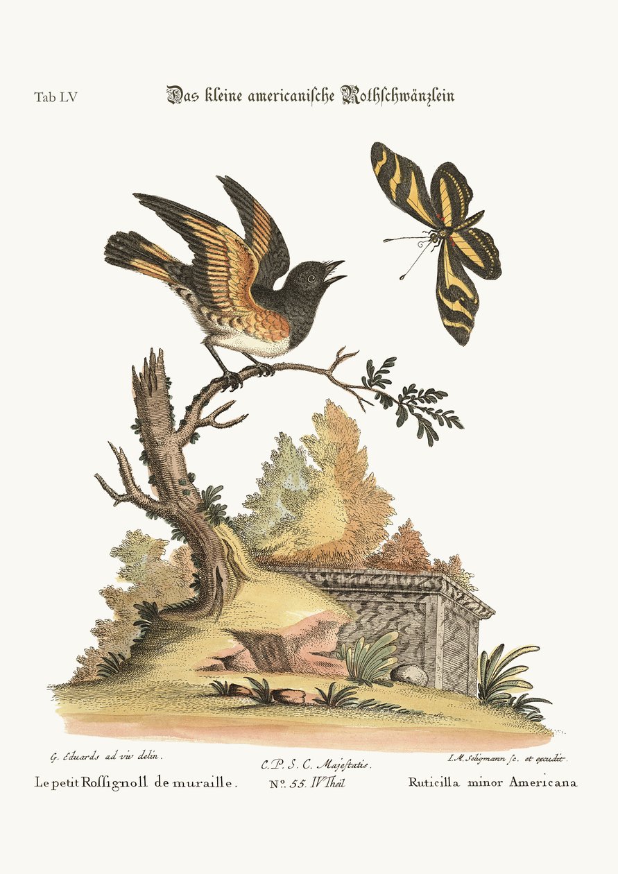 A kis amerikai Redstart, 1749-73 alkotó: George Edwards