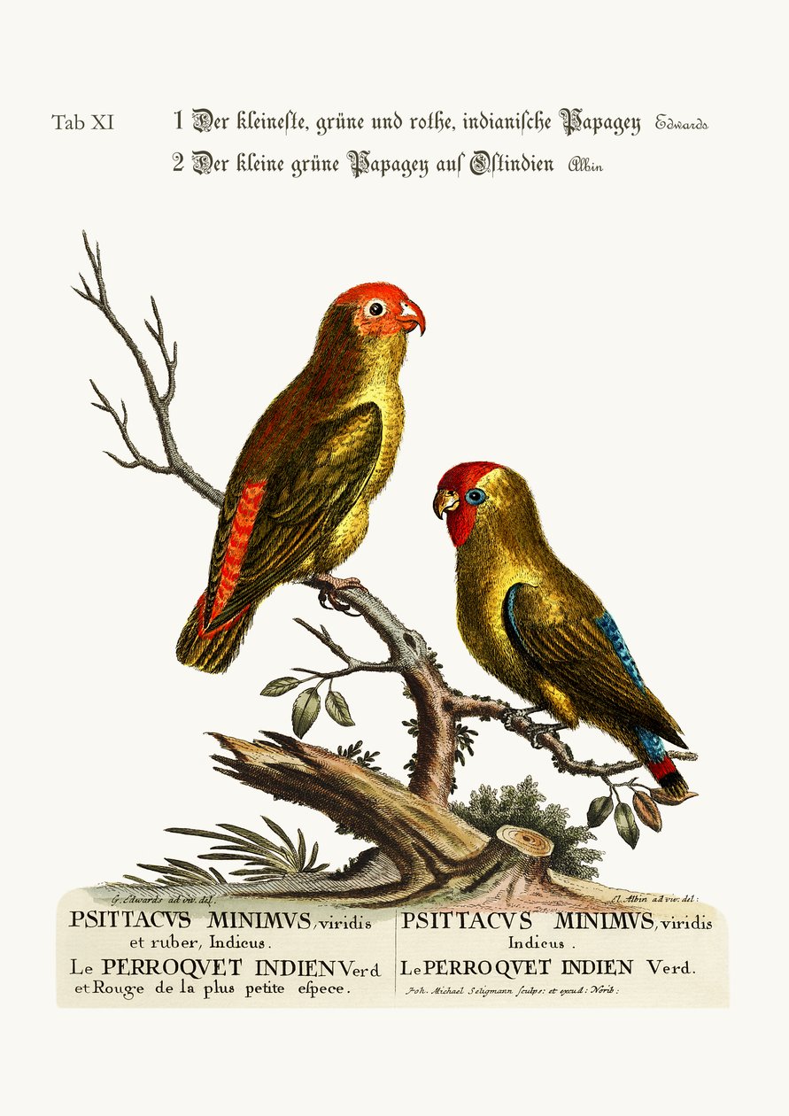 A legkisebb zöld és vörös indiai parakett. Kelet-indiai kis zöld papagáj, 1749-73 alkotó: George Edwards