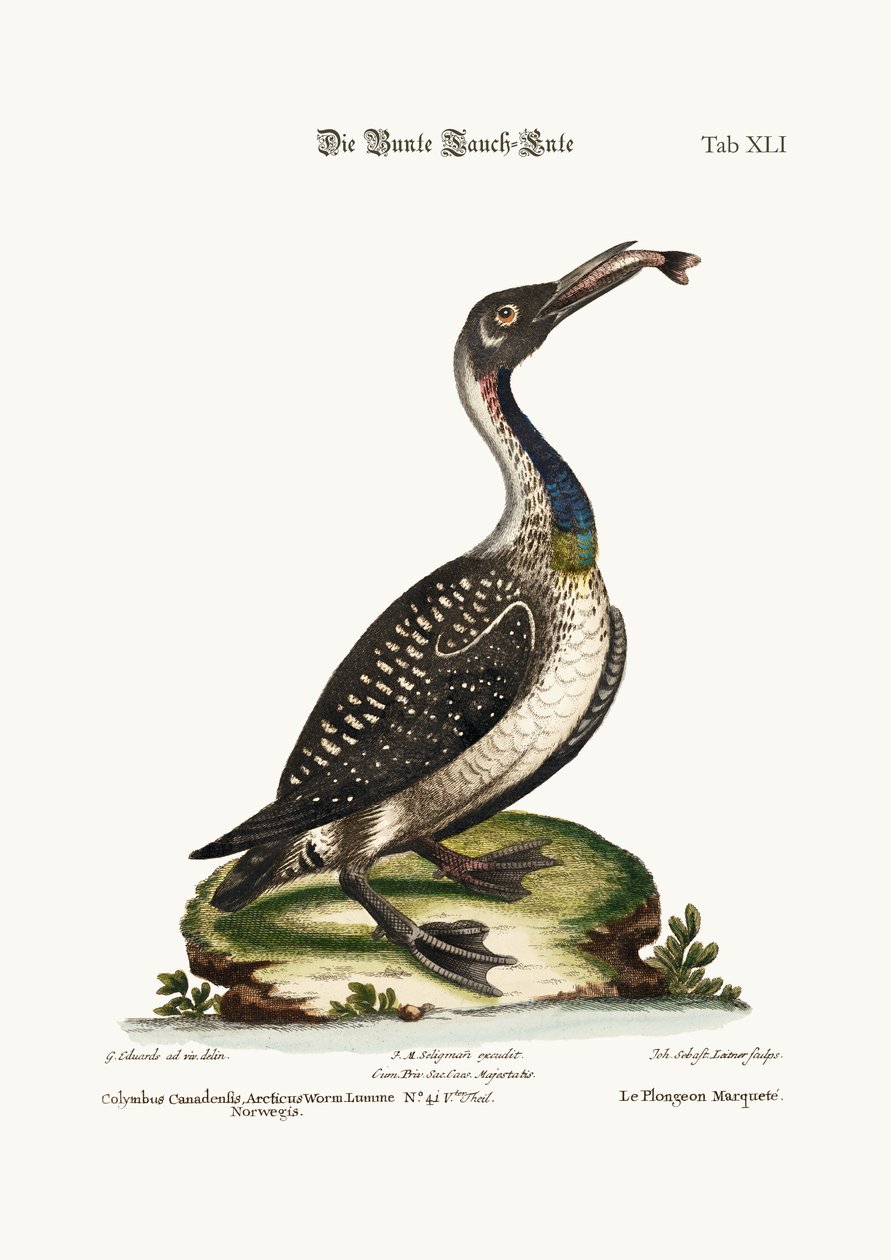 A pettyes búvár vagy hurka, 1749-73 alkotó: George Edwards