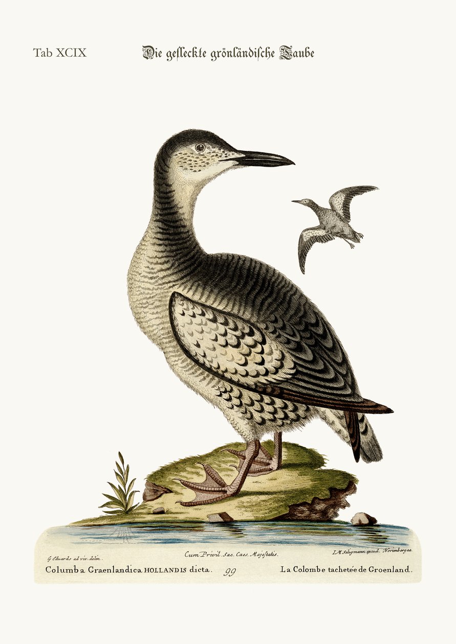 A foltos grönlandi galamb, 1749-73 alkotó: George Edwards