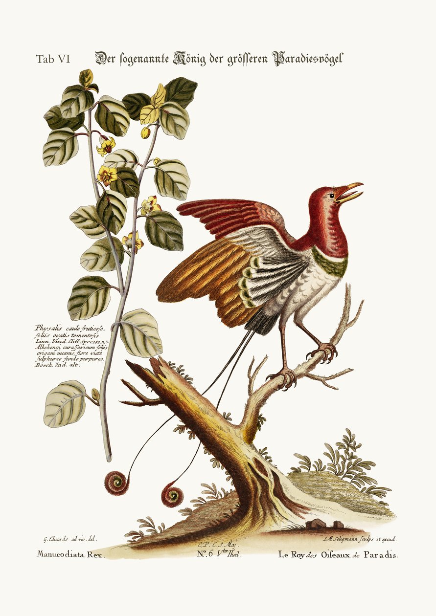 A paradicsomi madarak állítólagos királya, 1749-73 alkotó: George Edwards