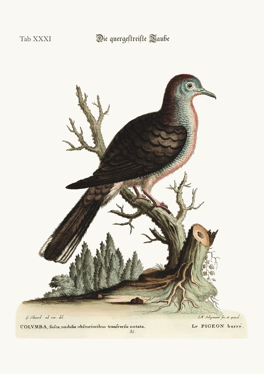 A keresztcsíkos vagy csupasz galamb, 1749-73 alkotó: George Edwards
