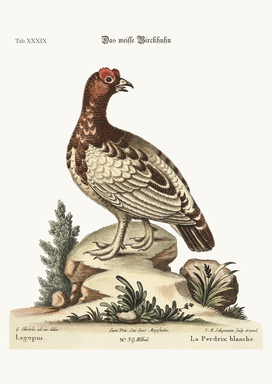 A fehér fogoly, 1749-73 alkotó: George Edwards