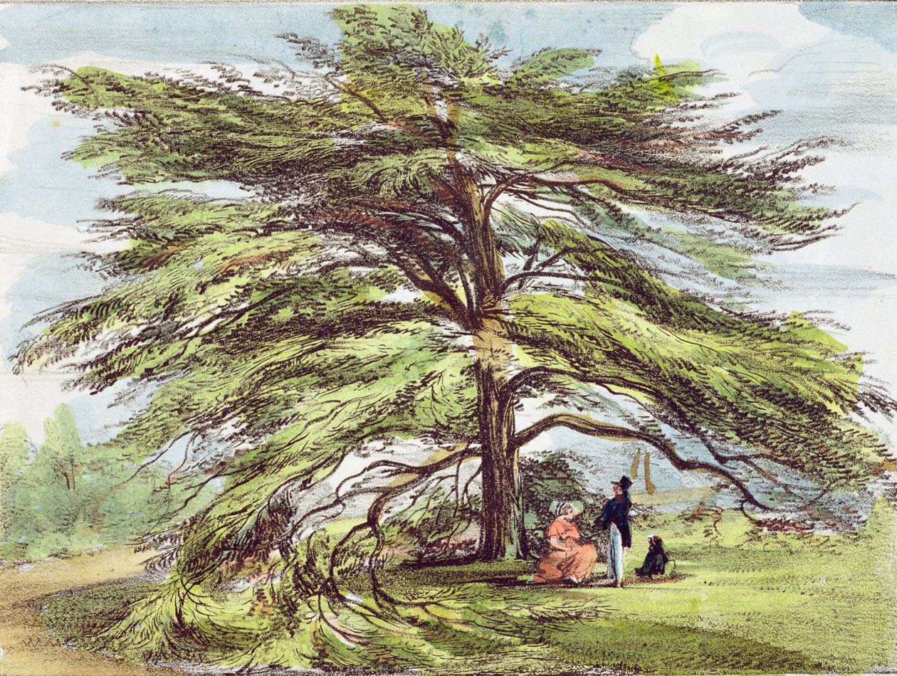 A libanoni cédrusfa az Arborétumban, Kew Gardens, 21. tábla a „Kew Gardens: A Series of Twenty-4 Drawings on Stone”-ból, Charles Hullmandel (1789-1850) metszetében, 1820-ban (kézzel színezett l) alkotó: George Ernest Papendiek