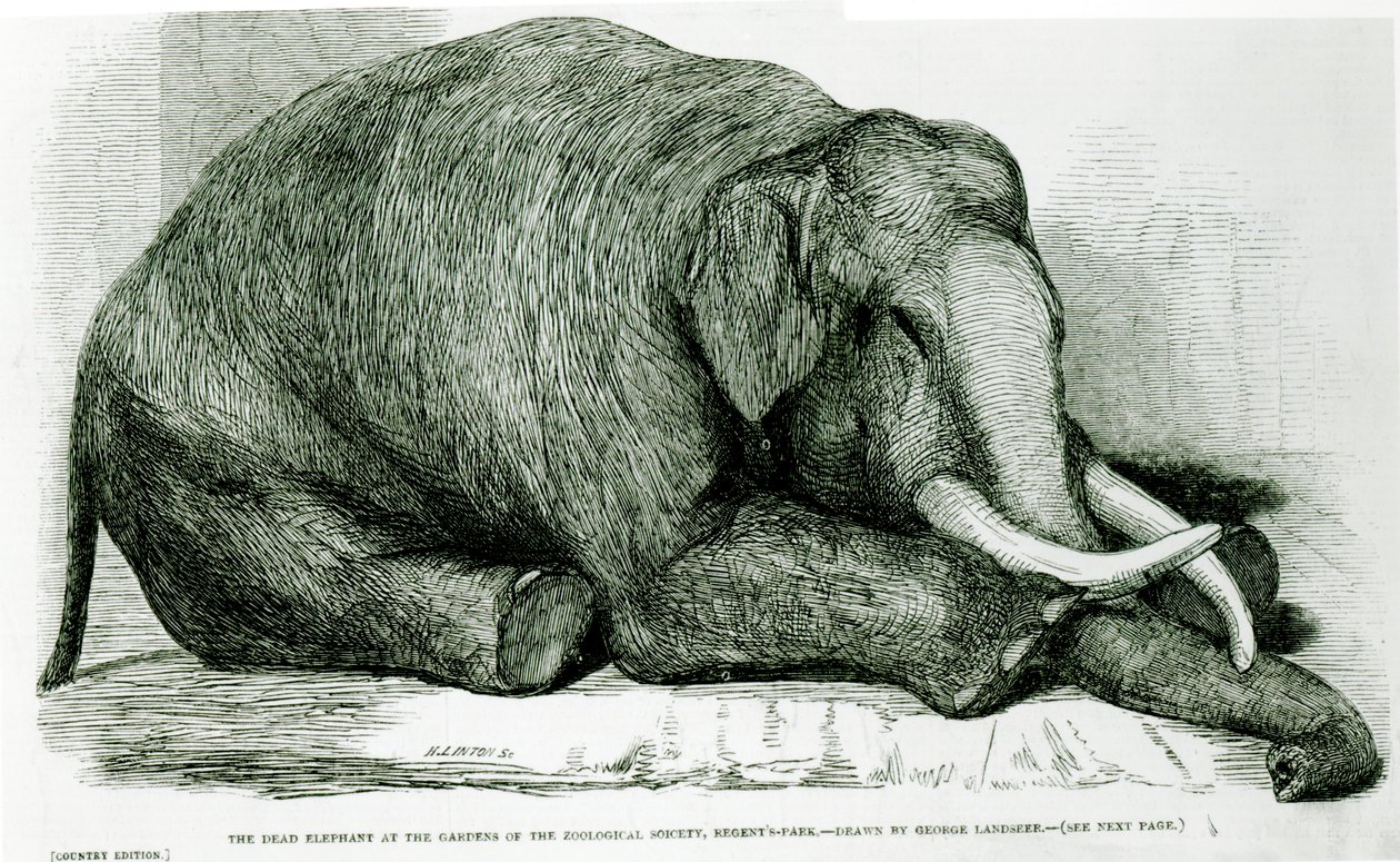 A döglött elefánt a Zoológiai Társaság kertjeiben, Regents Parkban, a „The London Illustrated News”-ból alkotó: George Landseer