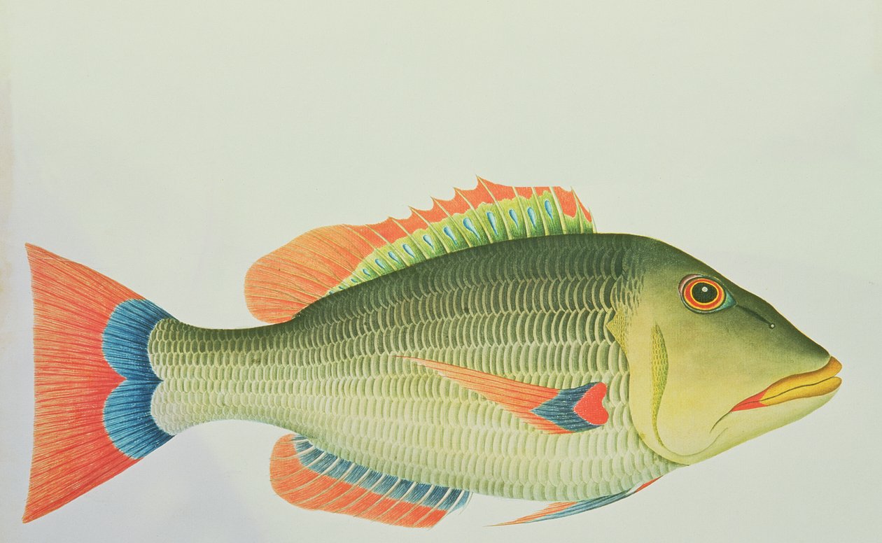 Egy Snapper a Norfolk-szigetről, a Csendes-óceán déli részén, 1790 (wc) alkotó: George Raper