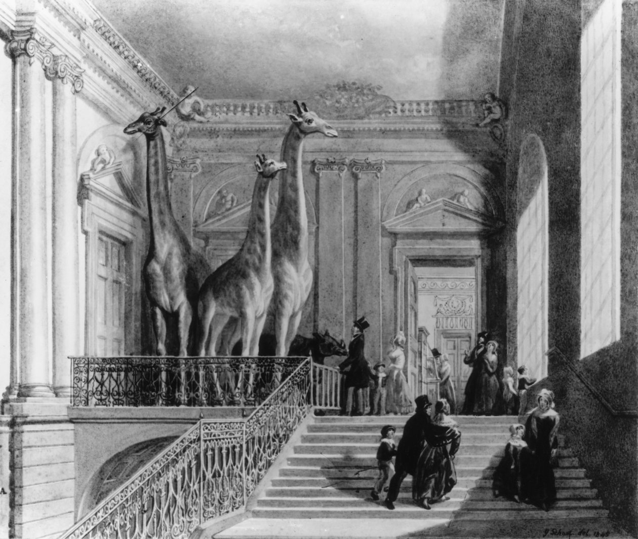 Zsiráfok a British Museum lépcsőházában, 1845 (toll és tinta, wc, papír) alkotó: George Snr Scharf