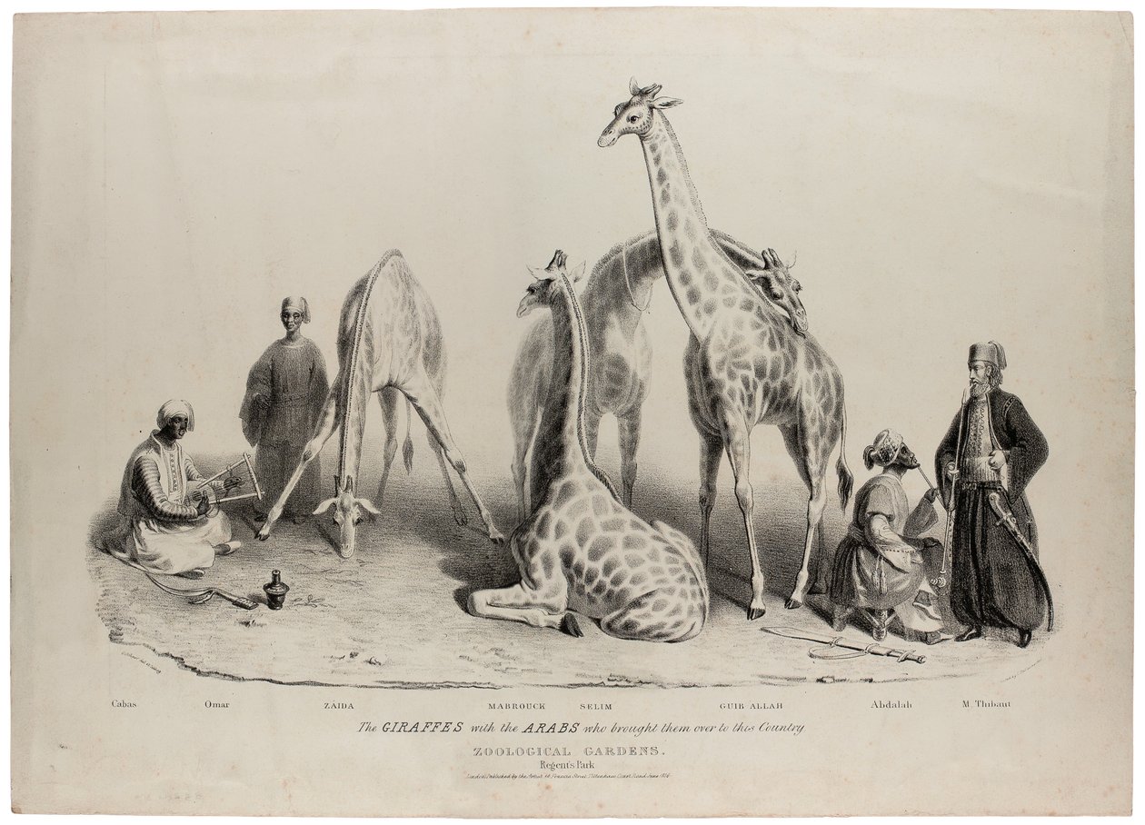 A zsiráfok az arabokkal, akik áthozták őket ebbe az országba, Zoological Gardens, Regents Park, London, 1836. június, Charles Hullmandel (1789-1850) litográfiája alkotó: George Snr Scharf
