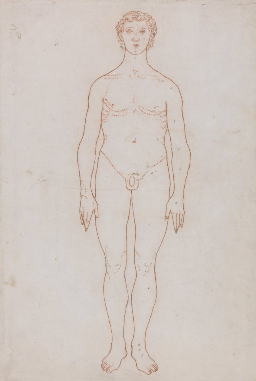 Összehasonlító anatómiai expozíció az emberi test felépítéséről egy tigris és egy társa ... alkotó: George Stubbs