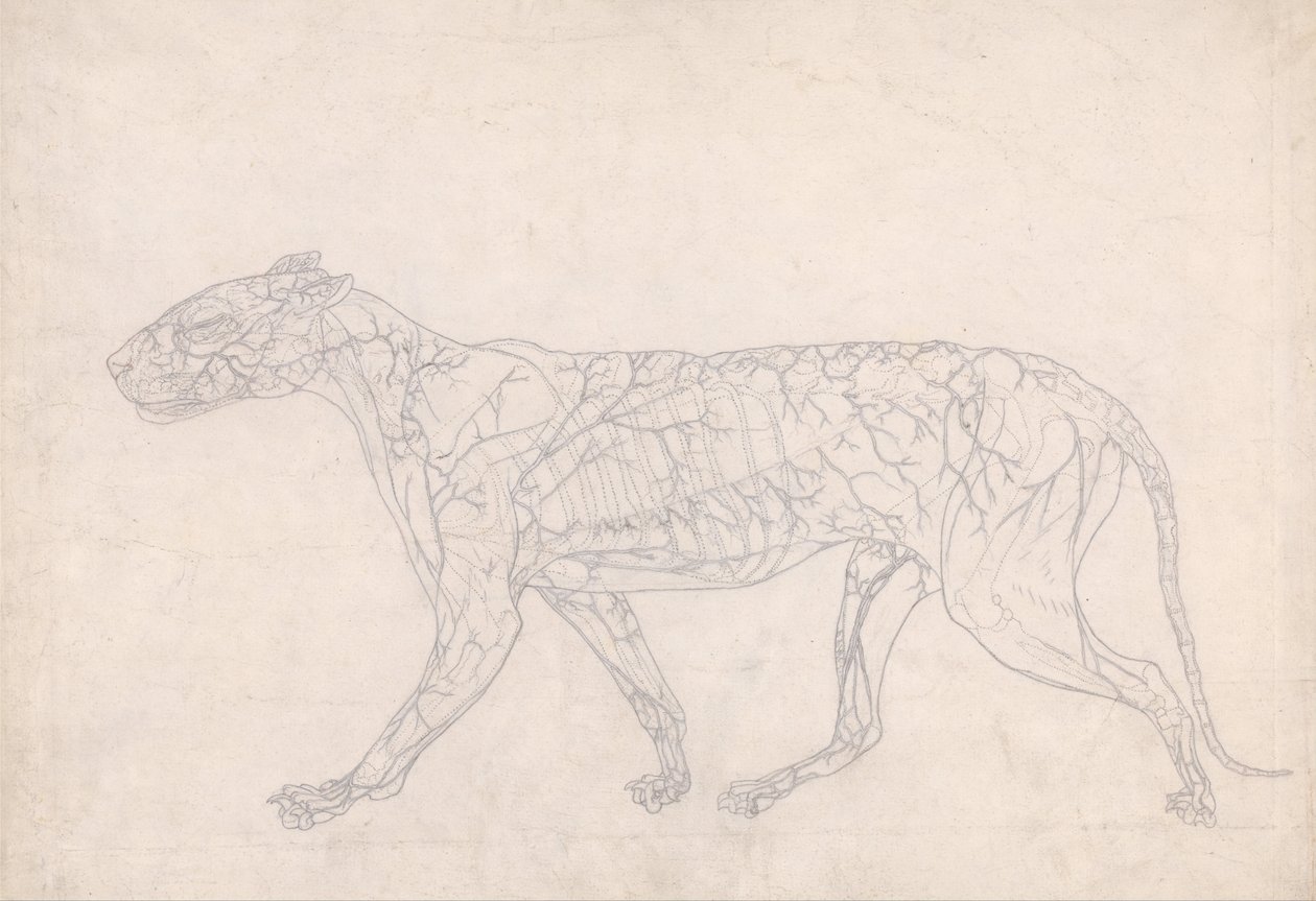 Összehasonlító anatómiai expozíció az emberi test felépítéséről egy tigris és egy társa ... alkotó: George Stubbs