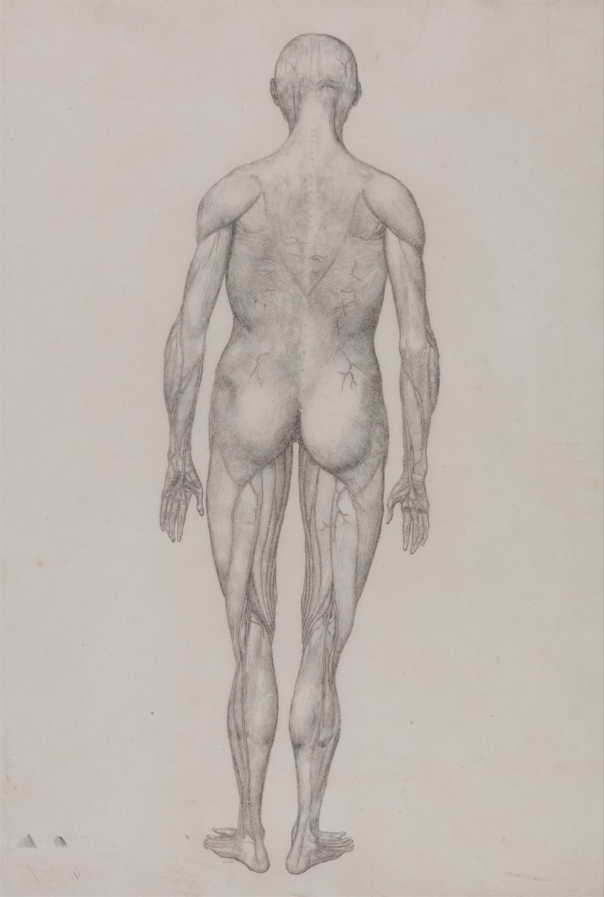 Összehasonlító anatómiai expozíció az emberi test felépítéséről egy tigris és egy társa ... alkotó: George Stubbs