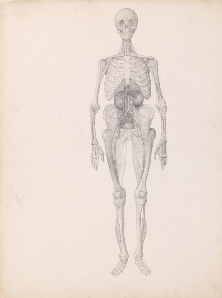 Az emberi test felépítésének összehasonlító anatómiai bemutatása a tigris és a ko... alkotó: George Stubbs
