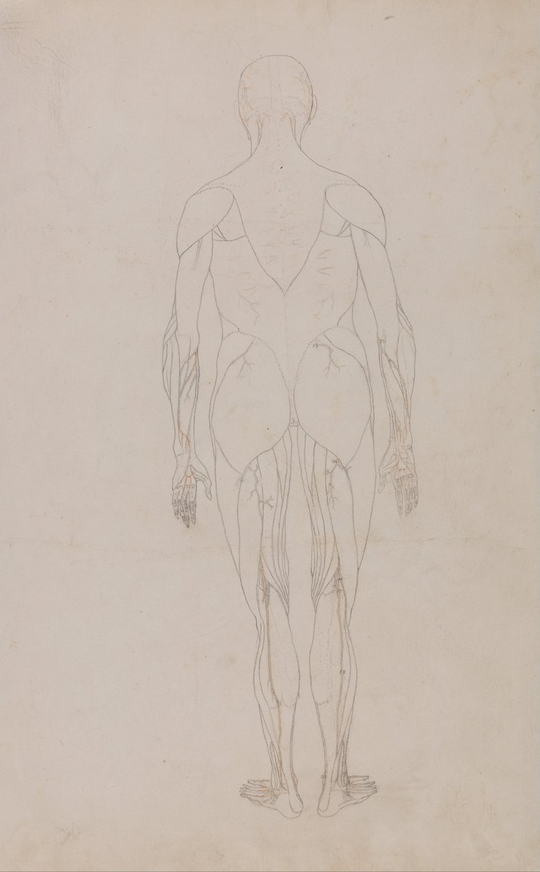 Az emberi test felépítésének összehasonlító anatómiai bemutatása a tigris és a ko... alkotó: George Stubbs