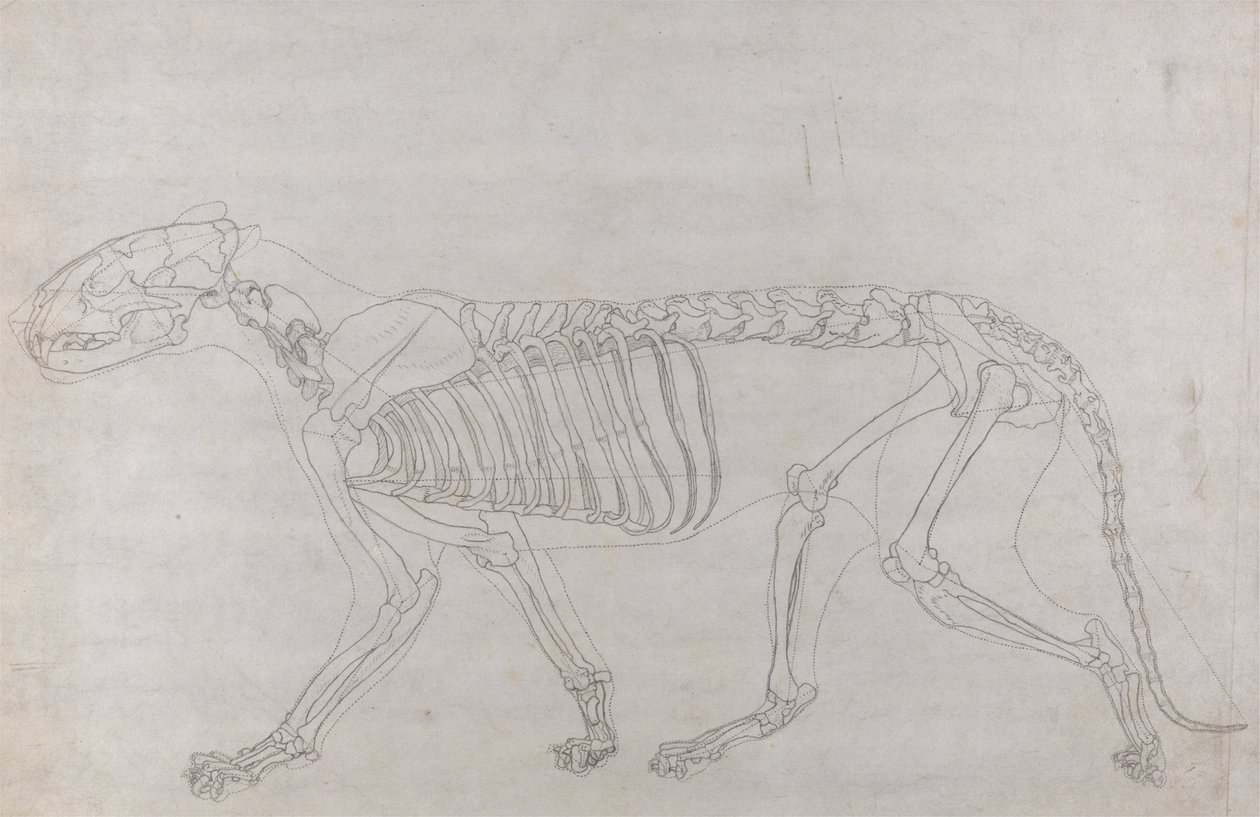 Az emberi test felépítésének összehasonlító anatómiai bemutatása a tigris és a ko... alkotó: George Stubbs