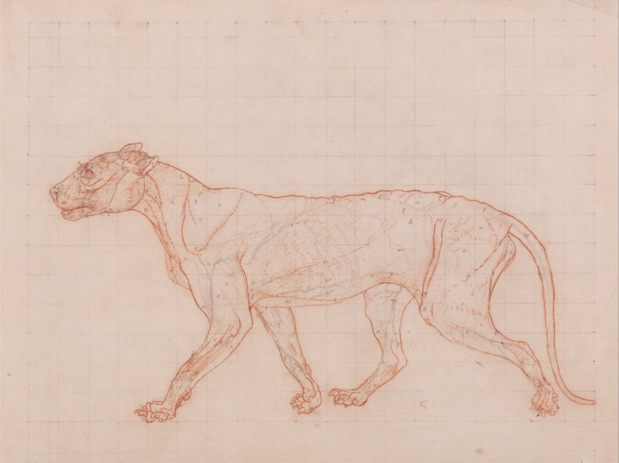 Az emberi test felépítésének összehasonlító anatómiai bemutatása a tigris és a ko... alkotó: George Stubbs