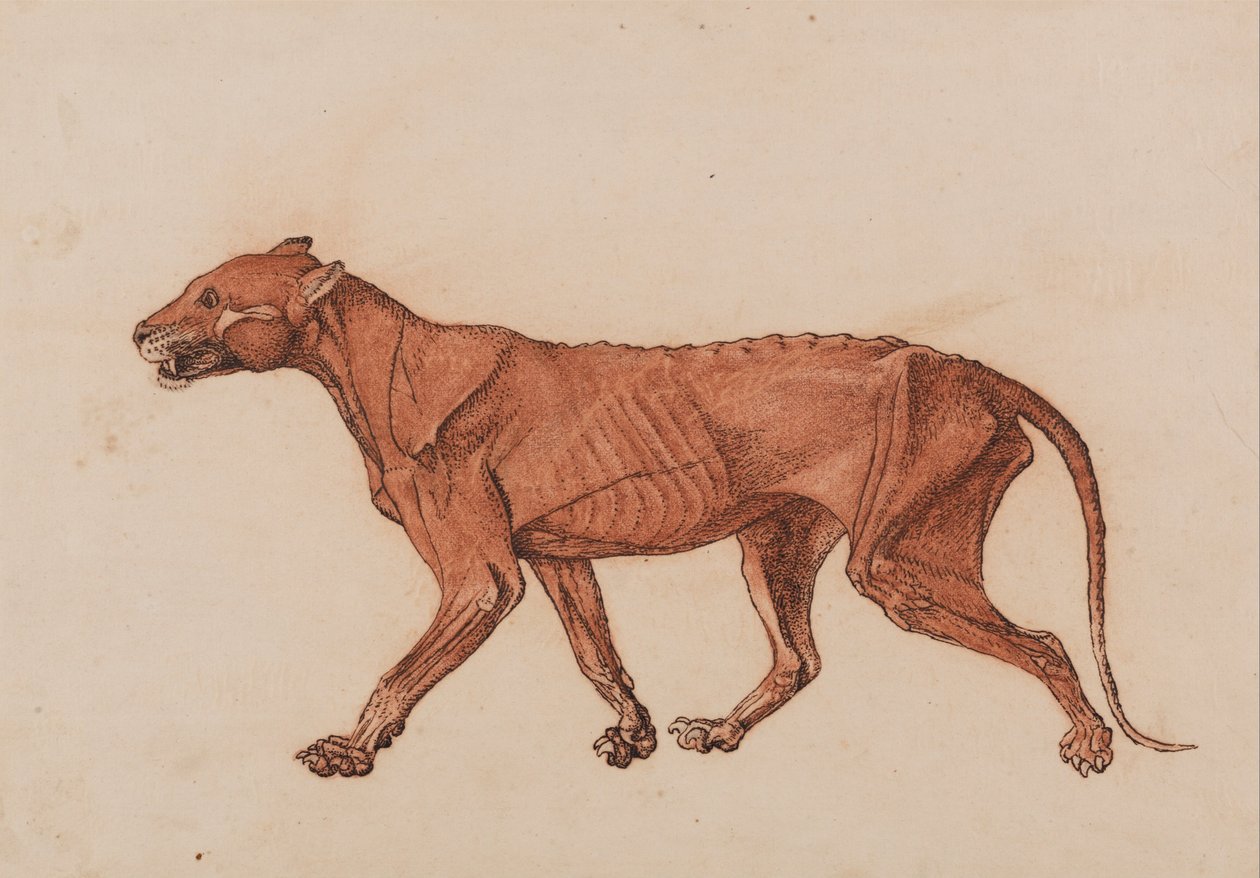 Az emberi test felépítésének összehasonlító anatómiai bemutatása a tigris és a ko... alkotó: George Stubbs