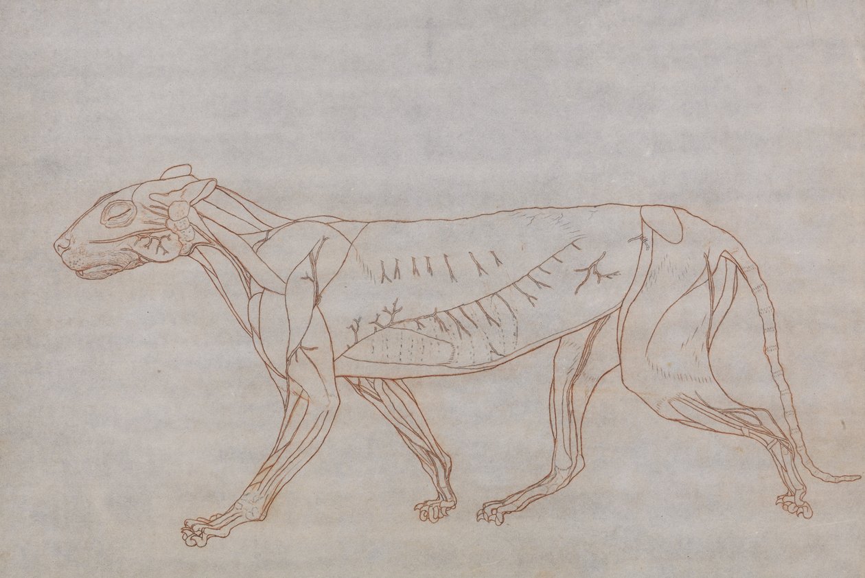 Az emberi test felépítésének összehasonlító anatómiai bemutatása a tigris és a ko... alkotó: George Stubbs