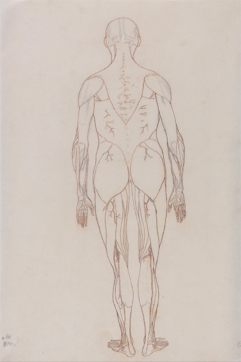 Az emberi test felépítésének összehasonlító anatómiai bemutatása a tigris és a ko... alkotó: George Stubbs