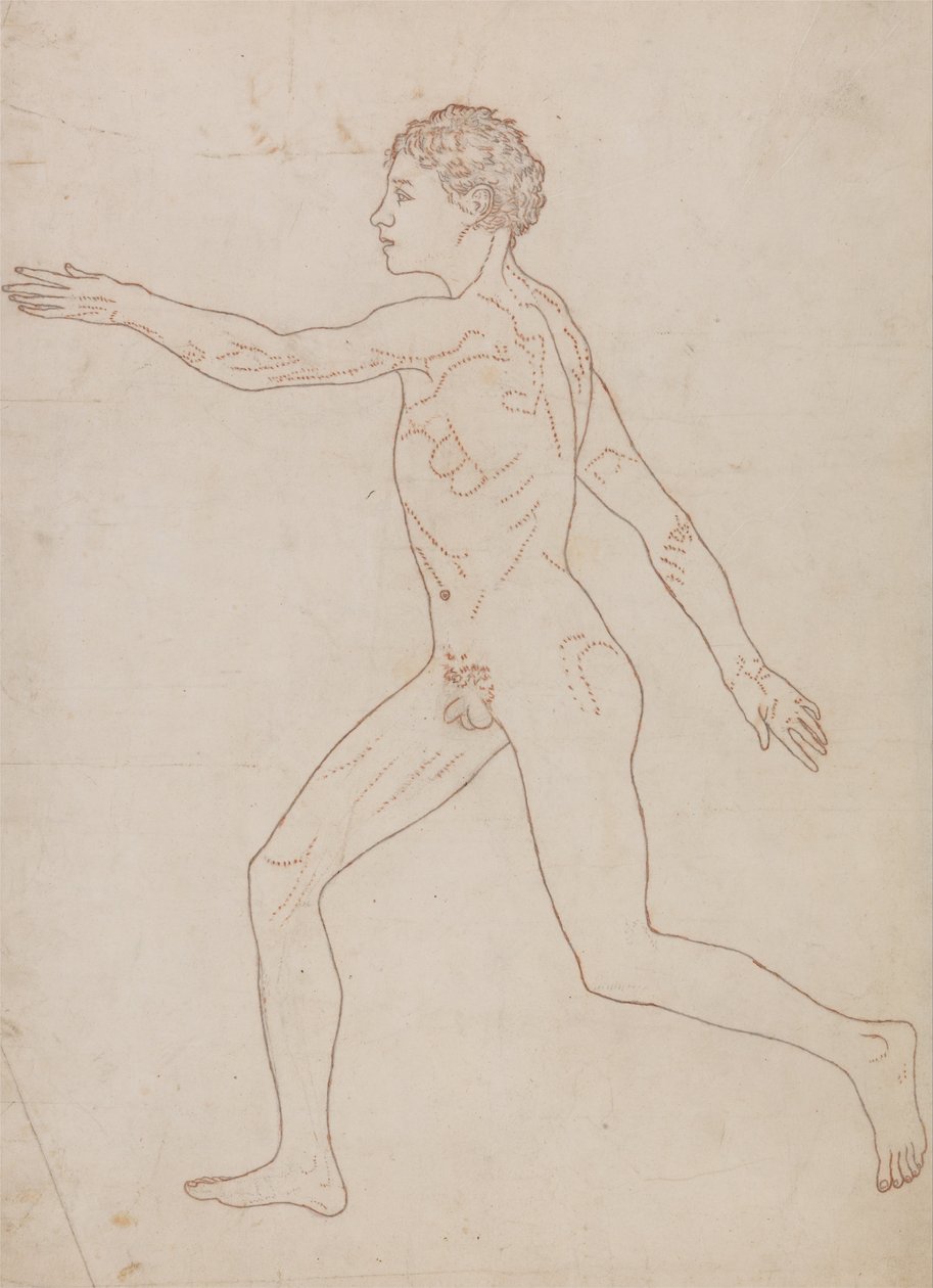 Az emberi test felépítésének összehasonlító anatómiai bemutatása a tigris és a ko... alkotó: George Stubbs