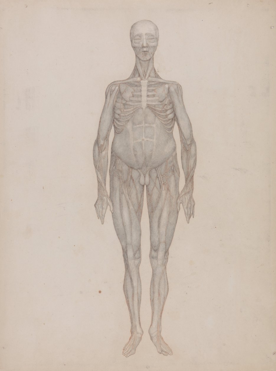 Az emberi test felépítésének összehasonlító anatómiai bemutatása a tigris és a ko... alkotó: George Stubbs
