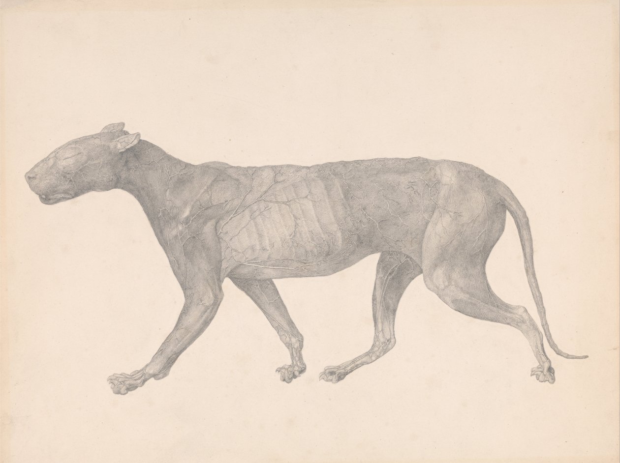 Az emberi test felépítésének összehasonlító anatómiai bemutatása a tigris és a ko... alkotó: George Stubbs