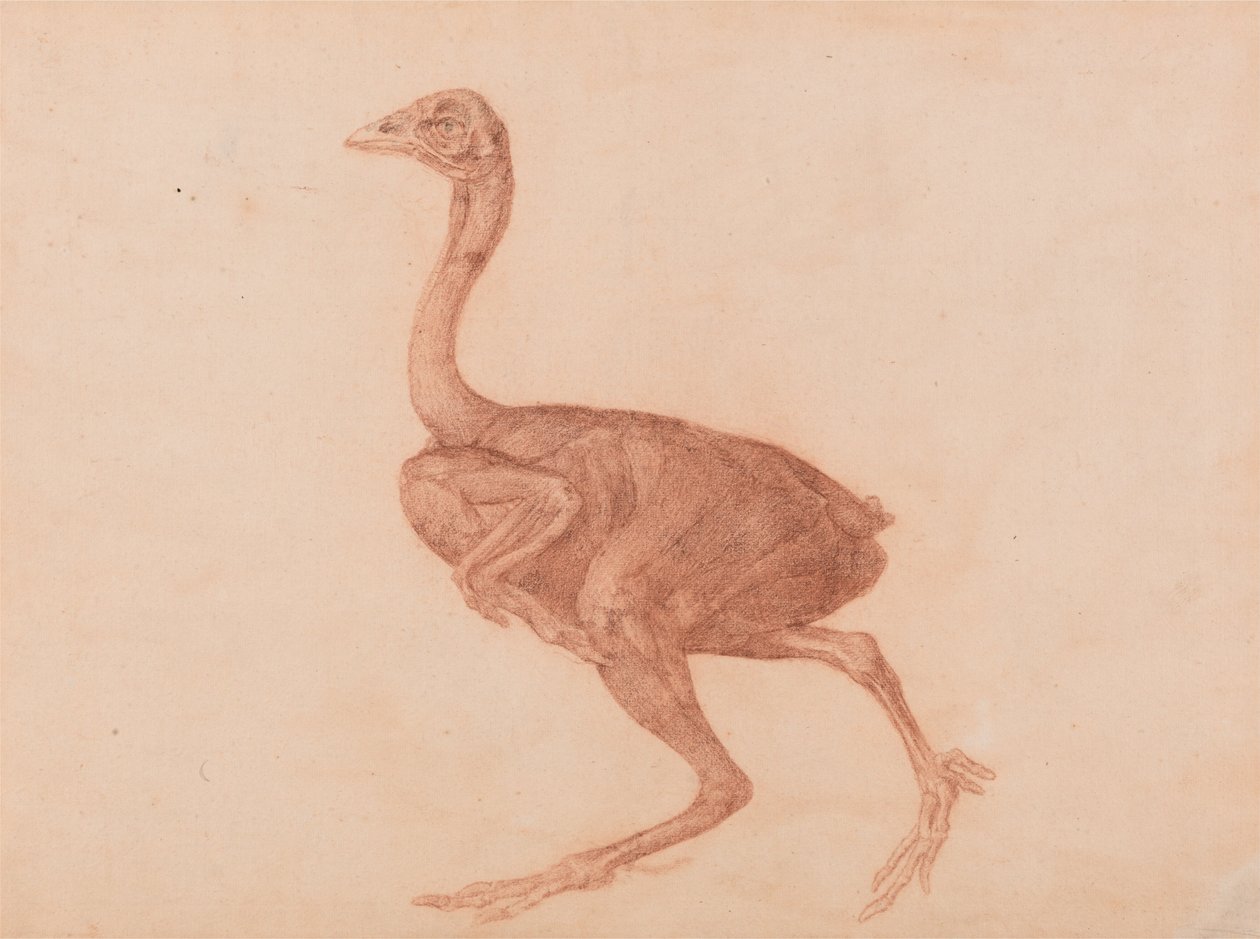 Összehasonlító anatómiai expozíció az emberi test felépítéséről egy tigris és egy társa ... alkotó: George Stubbs
