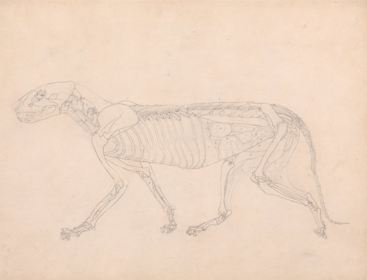 Összehasonlító anatómiai expozíció az emberi test felépítéséről egy tigris és egy társa ... alkotó: George Stubbs